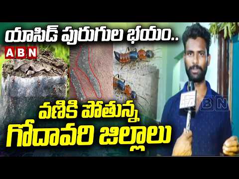 యాసిడ్ పురుగుల భయం.. వణికి పోతున్న గోదావరి జిల్లాలు | Panic Over Acid Bug in Godavari Districts - ABNTELUGUTV