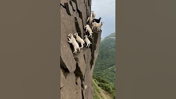 World’s Bravest Goats Climb a Death-Defying Cliff!