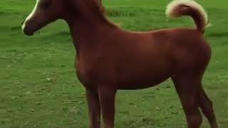 Arabian colt playing with a dog,