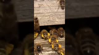 النحل يقوم بإدخال و تخزين حبوب اللقاح في الخلية beekeeping