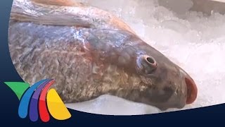 Como se produce el pescado