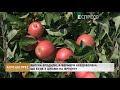 Яблука вродили, а фермери невдоволені: що буде з цінами на фрукти? | Агро-Експрес