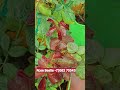 Rose Bestie Organic Fertilizer Offer 💥 2 More days left💥#rosecaring #Best rose food #gardening#rose🌹