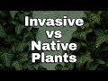 Invasive vs prolific  whats the difference