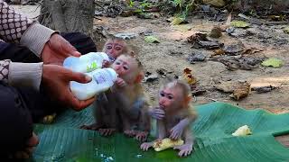 Today, Mom Came To Give Food And Milk To The Three Poor Monkeys Who Are Starving.
