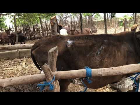 Vídeo: Como Manter Uma Vaca