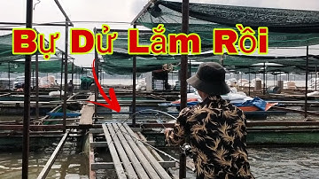 Câu Cá Tra Sông | Tim Đập Run Tay Với Con Cá Khủng | Trần Đại Fishing