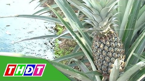 Tìm hiểu Kỹ thuật trồng khóm Cầu Đúc (Hậu Giang) | THDT