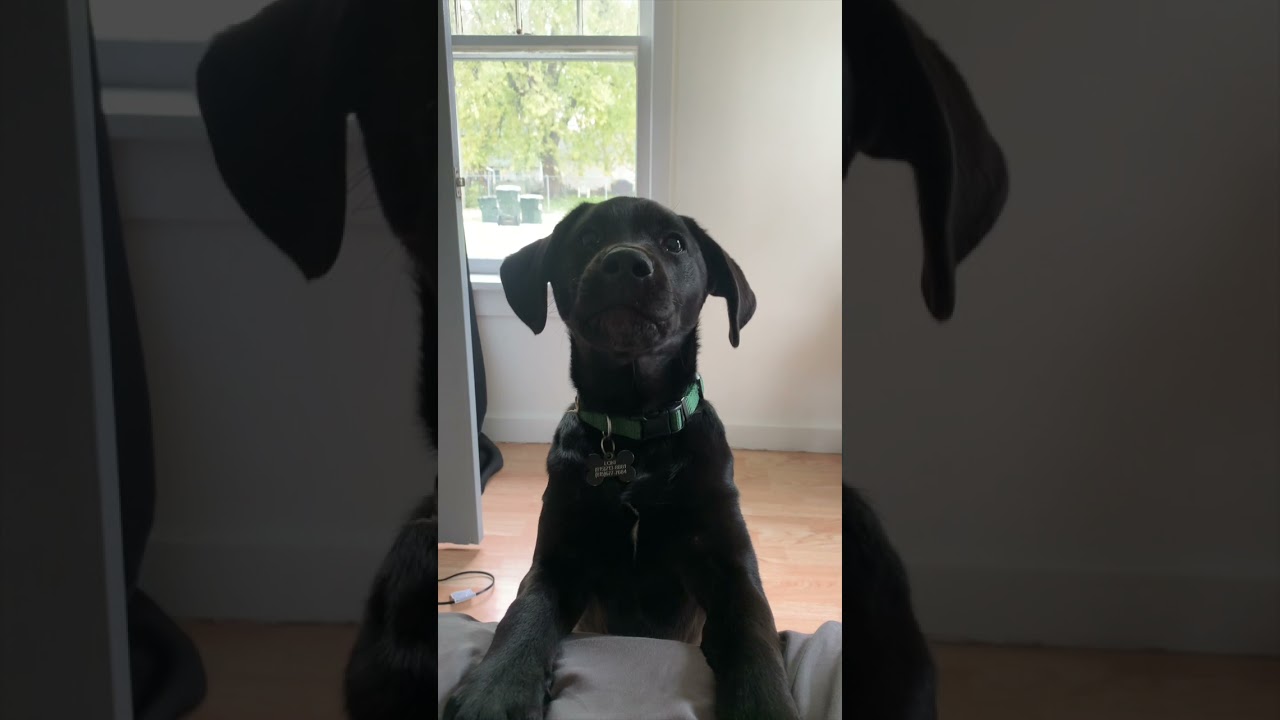 Black Lab Puppies First Barks