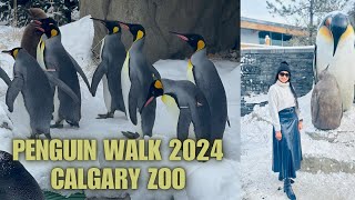 Penguin walk 2024 in Calgary | Canada’s most visited zoo | Different animals zones | Winters 2024