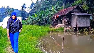 Asli Bikin Betah.. Kampung Dibawah Gunung Tiis Celi Herang Mata, Padesaan Jawabarat