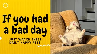 If you had a bad day, just watch these daily happy pets | Day 28