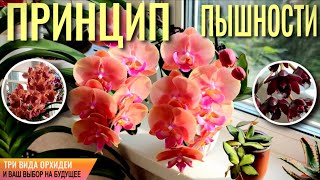 видео: ❗️МОЙ ПРИНЦИП, КОТОРЫЙ НЕ НАРУШАЮ! ТРИ ВИДА ОРХИДЕЙ ЗА 20 МИН. 🟰ТРИ РЕКОРДСМЕНКИ С ПЫШНЫМ ЦВЕТЕНИЕМ! картинка: ❗️МОЙ ПРИНЦИП, КОТОРЫЙ НЕ НАРУШАЮ! ТРИ ВИДА ОРХИДЕЙ ЗА 20 МИН. 🟰ТРИ РЕКОРДСМЕНКИ С ПЫШНЫМ ЦВЕТЕНИЕМ!
