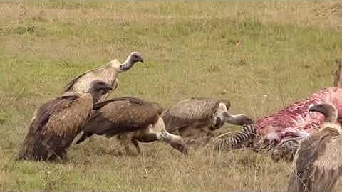 كأنهم حمر مستنفرة فرت من قسورة 😱😱