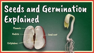 Seeds and Germination Explained