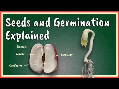 Video: Razlikuju li se klijajuće sjemenke od običnog sjemena?