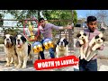 india's biggest dog farm