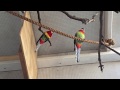 Rosella Parrots Introduced into the Aviary