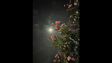 طال ليلي والليالي حملها فوق احتمالي بدون موسيقي 