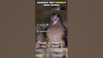 Thumbnail of Ranking The Funniest Bird Sounds