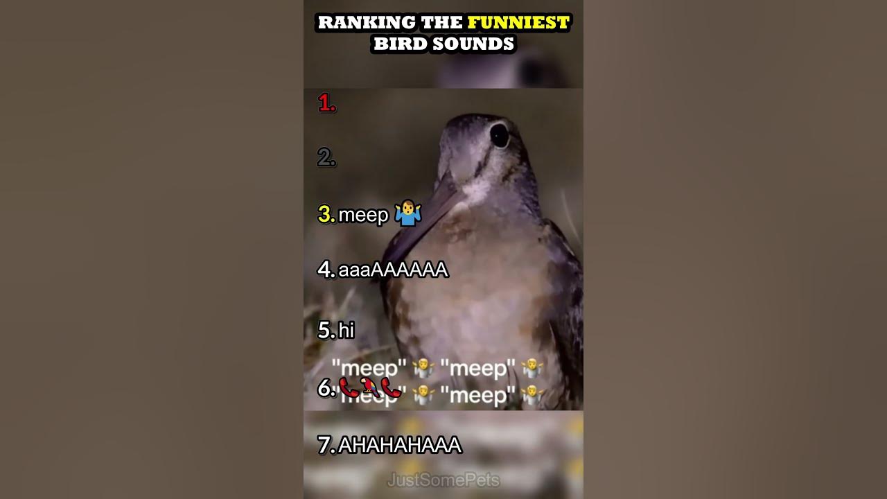 Ranking The Funniest Bird Sounds