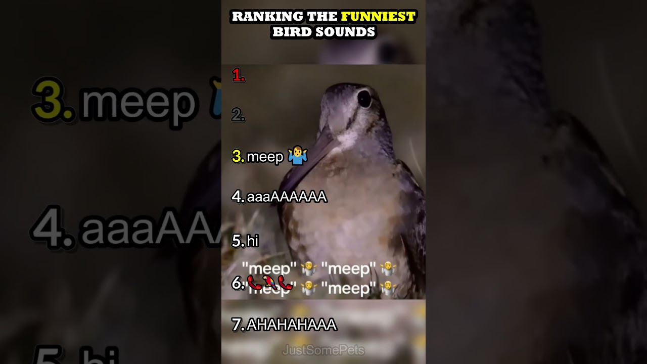 Ranking The Funniest Bird Sounds