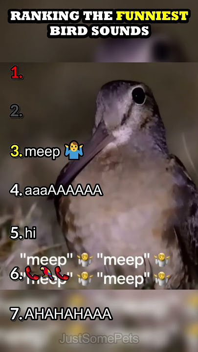 Ranking The Funniest Bird Sounds
