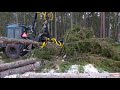 MTZ harvester in forest |2|