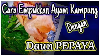 Cara Empukkan Ayam Kampung Dengan Daun Pepaya//rahasia Ayam Ongkep Mas Kliwon Cara Empukkan Ayam Kampung Dengan Daun Pepaya//rahasia Ayam Ongkep Mas Kliwon