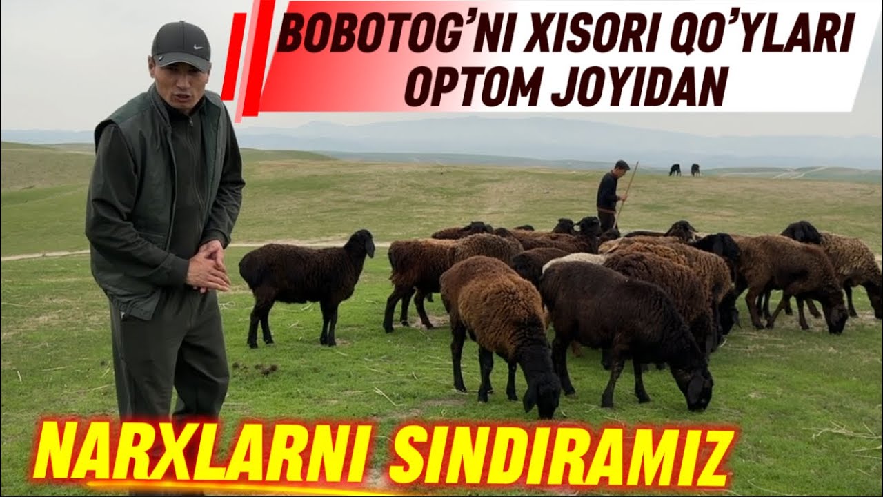 XISORI QO’CHQORLAR NARXLARI