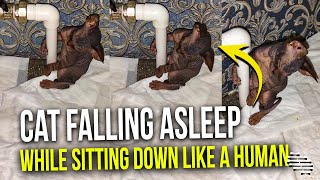 Sleepy Sphynx Cat Falling Asleep While Sitting Down Like a Human