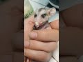 Pistachio enjoys a yogurt treat