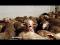 Keep the northern summer live export ban