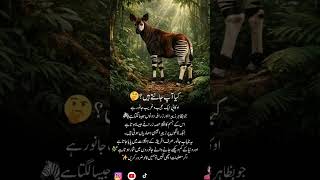 Did You Know Series #okapi #jungle #didyouknow #ksa #knowledgeispower