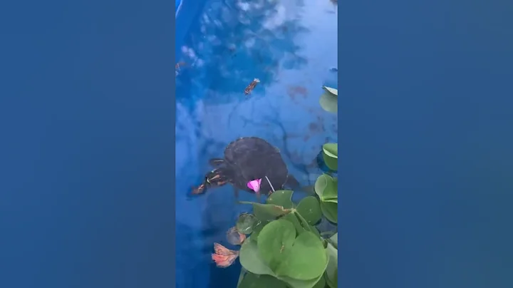 Turtle/goldfish pond