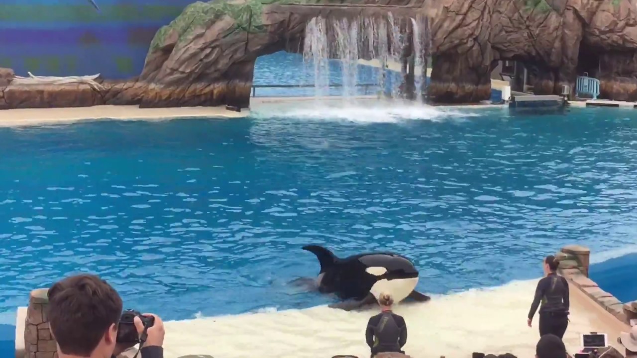 Orca Encounter Full Show - YouTube