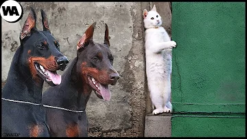 Do dogs hate cats?