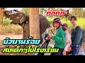 บัวบานคึก❗️ร้องอยู่หลังบ้าน😆ส่งเหนือไปเรียนกับพี่ๆ😉elephant