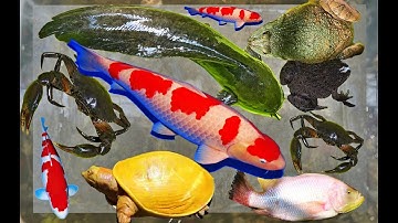 Tìm Các Con Vật, Cá Cảnh, Vịt, Cá Trê, Cua, Rùa, Ếch, Cá Sấu, Gà, Cá Koi