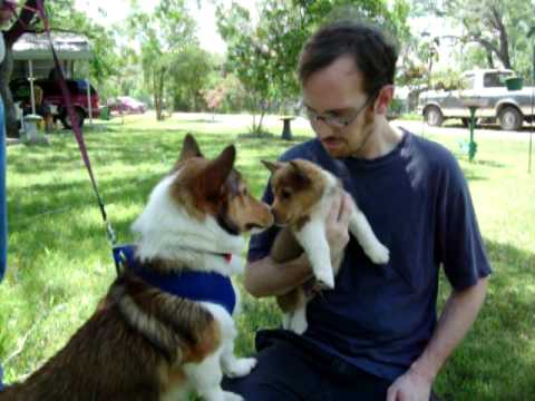 corgi and sheltie