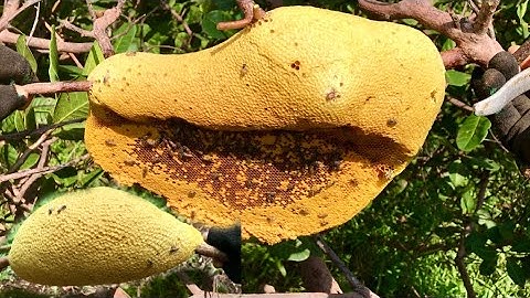 Ngày thứ hai dời điểm lên Đắk Nông bắt tổ ong ruồi khủng bố đó giờ mới bắt  lần đầu @phuong72