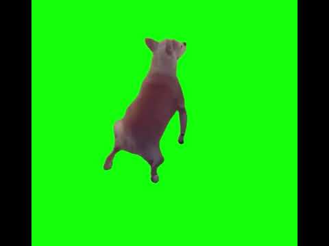 Dog Twerking Meme - Green Screen