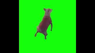 Dog Twerking Meme - Green Screen