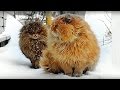 Siberian farm cats Not a Norwegian Forest Cats Pooh and Tyoma, История фотки Пух и Тёма