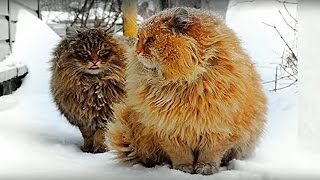 Siberian farm cats Not a Norwegian Forest Cats Pooh and Tyoma, История фотки Пух и Тёма