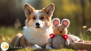 DOG MUSIC: Video Entertainment Help for Dogs Relax,Fun & Happy When Home Alone - Best Music for Dogs by Sleepy Dogs 4,922 views 3 weeks ago 10 hours, 1 minute