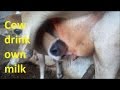Cow drik own milk