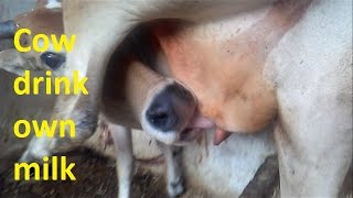 Cow drik own milk