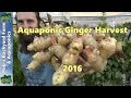 Aquaponic Ginger Harvest 2016. Ginger plot #1 BUMPER HARVEST!!
