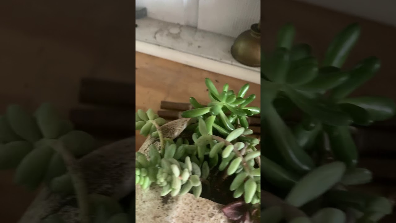 Succulents & dead
